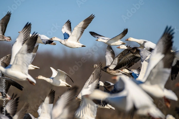 Obraz migratory snow geese flock