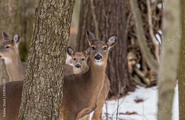 Fototapeta Deer. The white-tailed deer  also known as the whitetail or Virginia deer in winter on snow. White taild deer is  the wildlife symbol of Wisconsin  and game animal of Oklahoma.