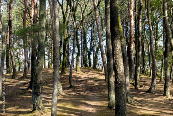 Fototapeta 冬の公園の樹木