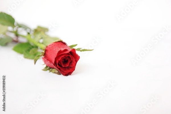 Fototapeta Red rose close up on isolate whit background.