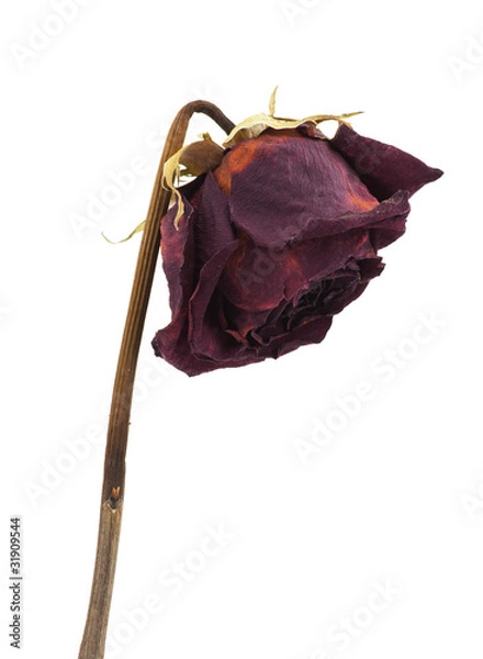 Obraz Dry rose