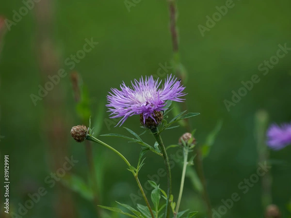 Fototapeta (Centaurea jacea) La centaurée jacée à fleurs rose pourpre aux feuilles lancéolées et rugueuses