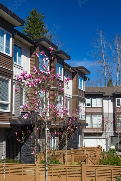 Fototapeta Brand new apartment building on sunny day in spring with blooming trees in British Columbia, Canada.