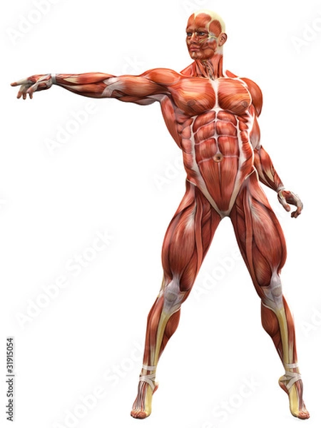 Obraz muscle man free style