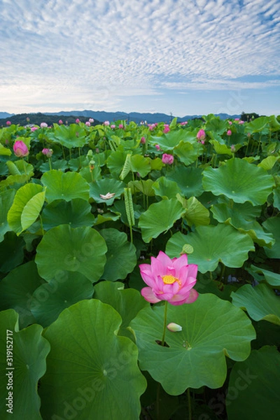 Obraz 葉を突き抜ける蓮