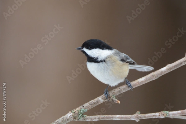 Fototapeta Black Capped Chickadee