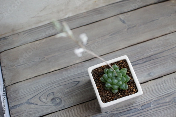 Obraz 多肉植物・ハオルチア