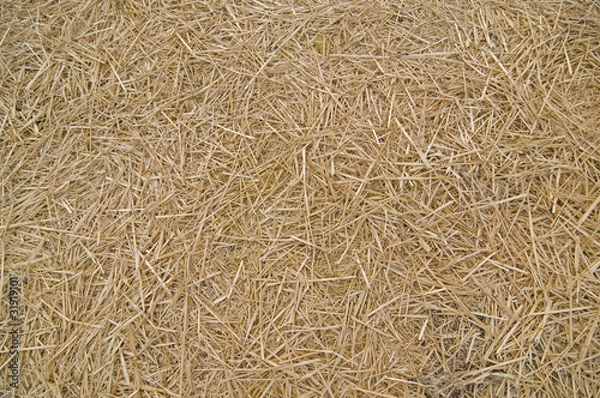 Fototapeta Hay background