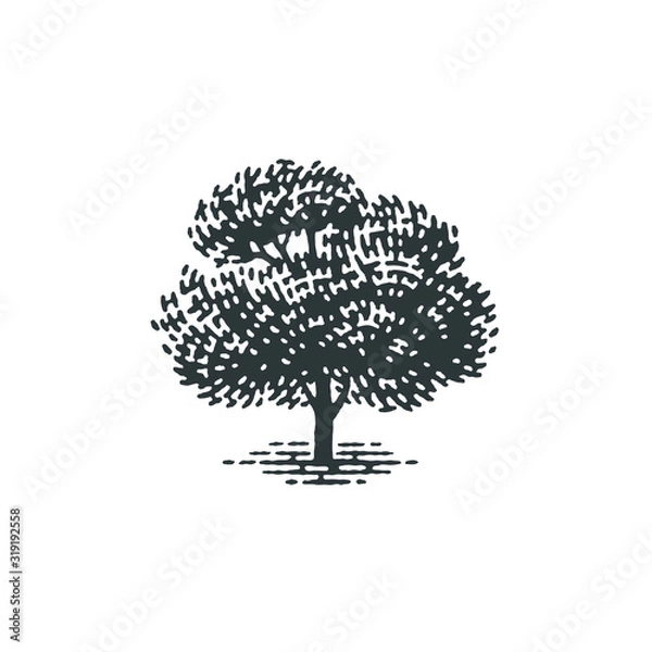 Fototapeta Engraved tree. Vector illustration of a fruit tree. Hand drawn engraving style illustrations.