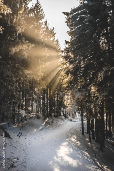 Obraz sun rays in winter forest