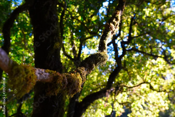Fototapeta tree branch in forest cover by moss lichen