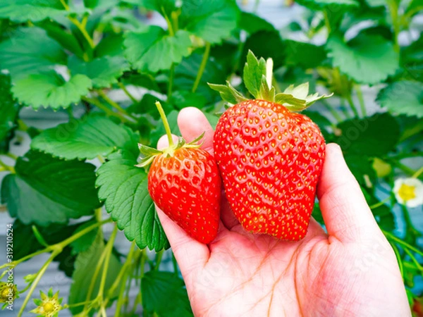 Obraz 女性の手に乗ったいちご　紅ほっぺの大きさ
