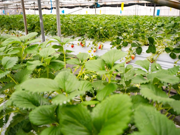 Obraz ビニールハウスでいちご狩り