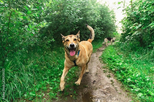 Fototapeta Peaceful happy dog walking on trail at field