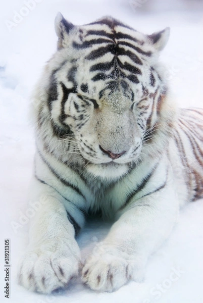 Obraz White tiger in winter