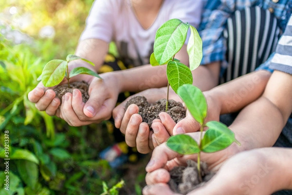Fototapeta Close up kids hands holding seedlings on palm for forest conservation