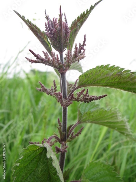 Obraz nettle close up