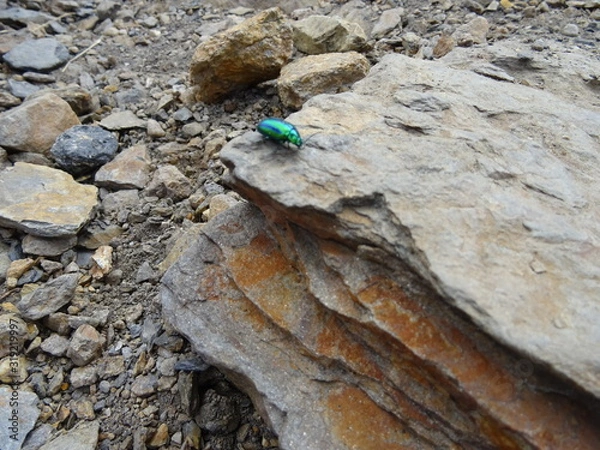 Obraz beetle on rock