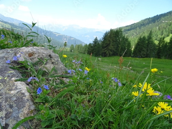 Obraz meadow with flowers