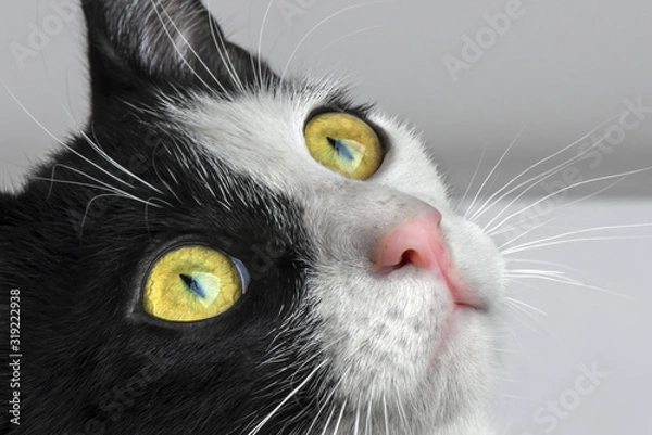 Fototapeta Black white color cat.