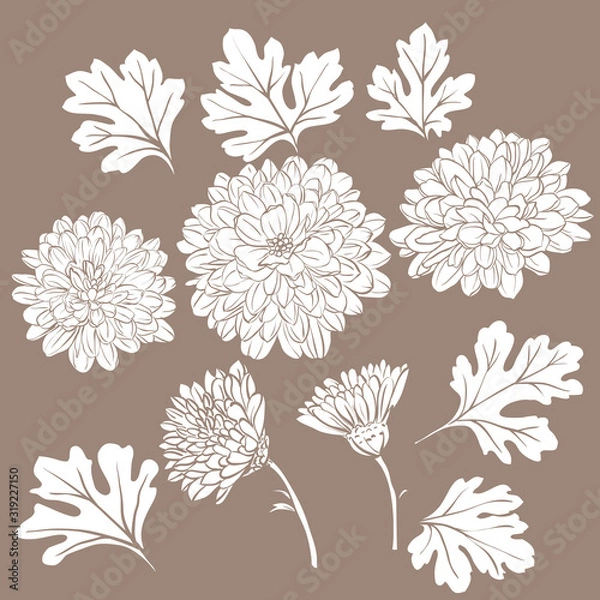 Obraz Beautiful chrysanthemum flowers