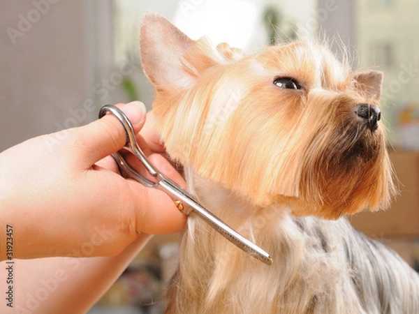 Obraz Professional grooming
