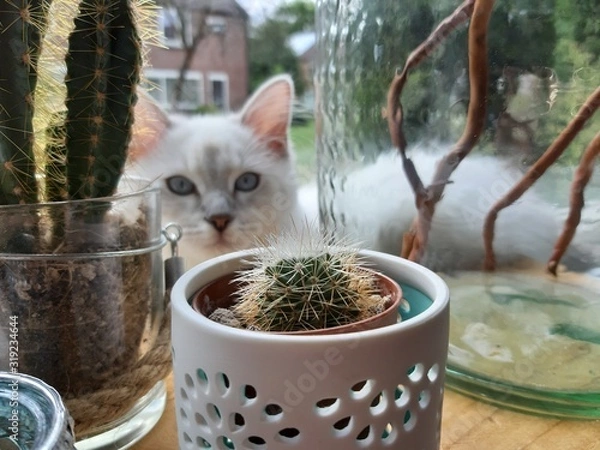 Obraz kitten and cactus