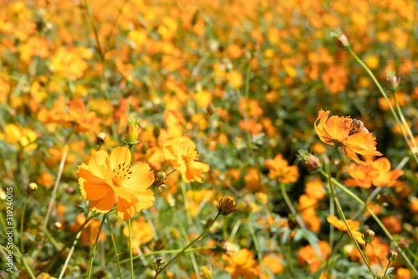 Fototapeta yellow cosmos flowers