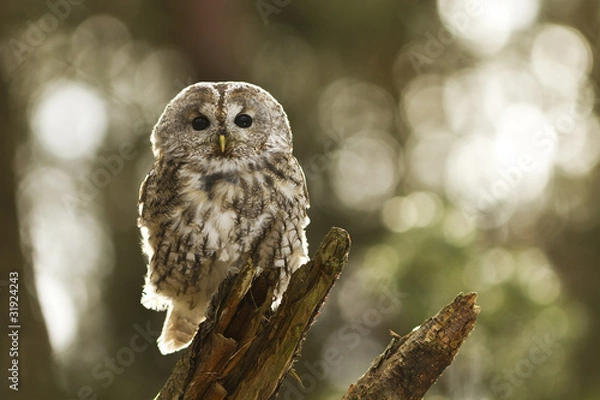 Obraz Tawny Owl