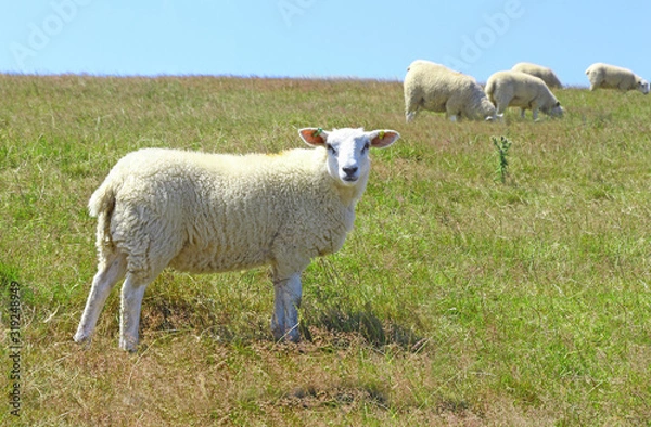 Fototapeta white sheep looking at viewer standing side on whilst other sheep graze on pasture in the background