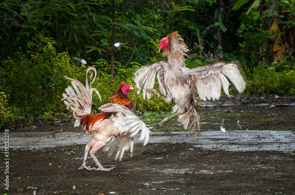 Obraz Two Rooster Fighting