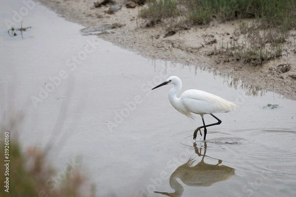 Obraz bird on the hunt