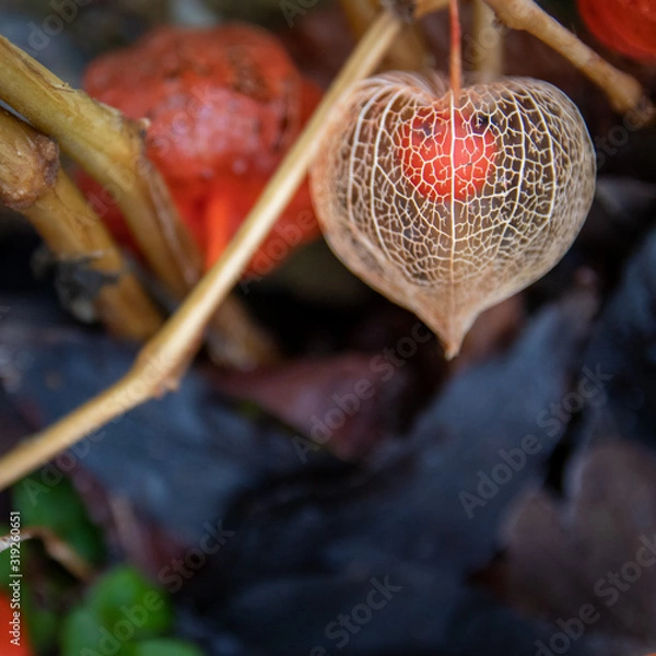 Obraz Physalis in fall