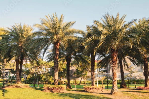 Fototapeta Phoenix sylvestris or Silver date palm tree in a garden.Common names including the Indian date,Sugar date palm,wild date palm.