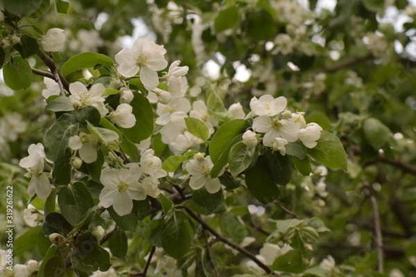 Obraz blooming apple tree in spring