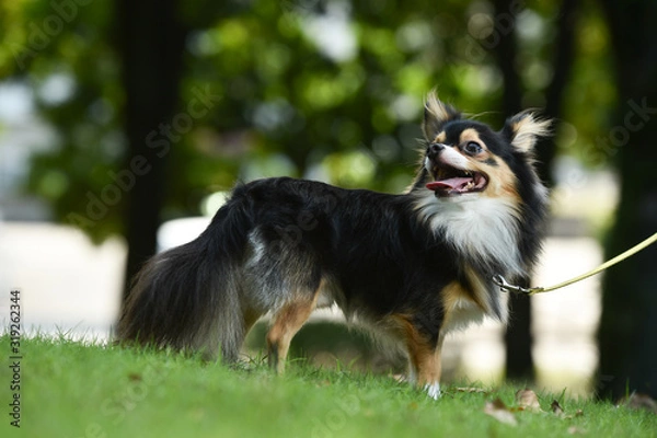 Fototapeta チワワ