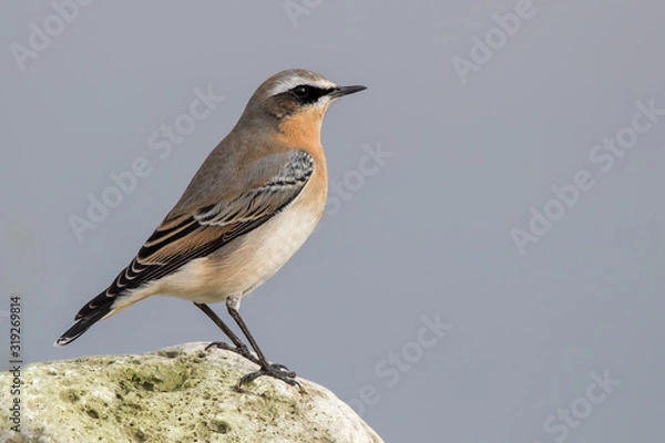 Obraz Wheatear on Rock
