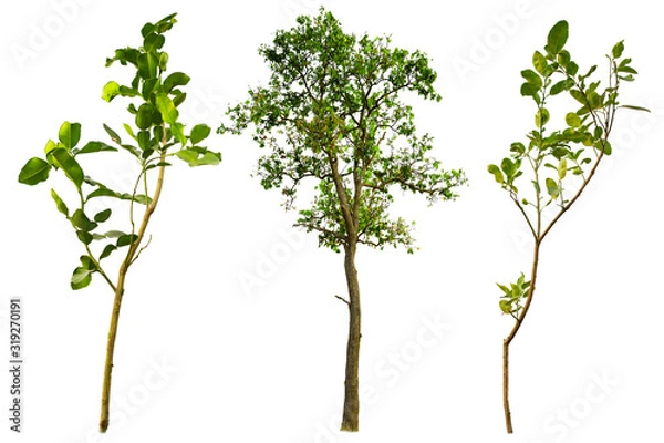 Fototapeta Isolated green tree with white background