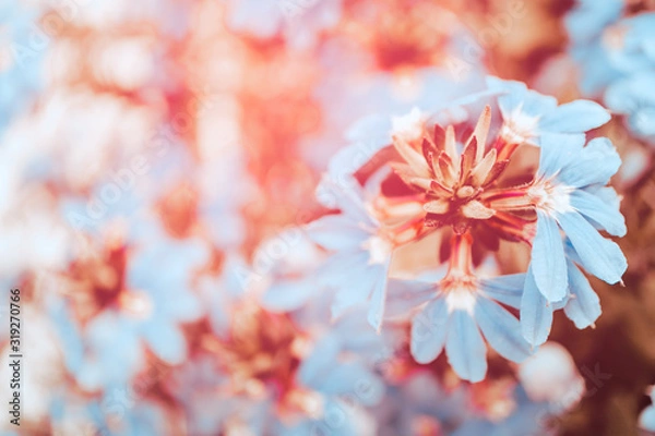 Fototapeta Colorful and exotic pink and blue flower, selective focus blossom
