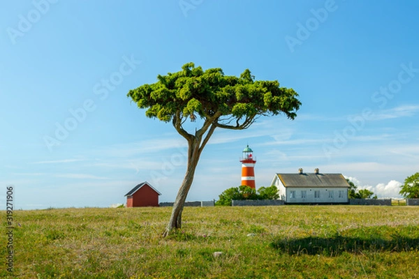 Fototapeta Tree and Light House at Narsholmen, Gotland, Sweden.
