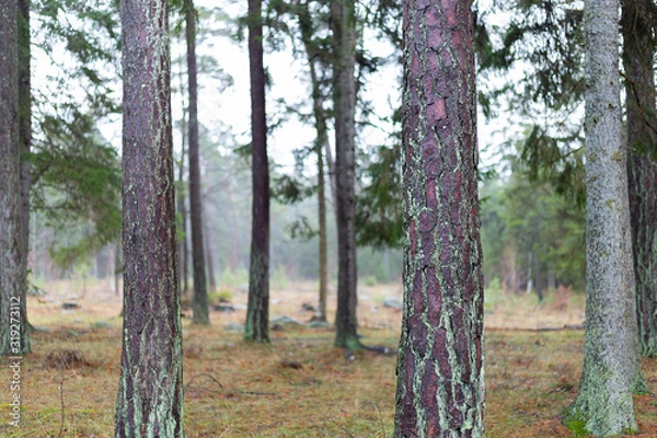 Fototapeta Pine Tree Trunks Close Up