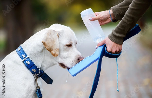 Obraz Dog drinking water from a hands of his owner, close up photo. Pets and animals concept
