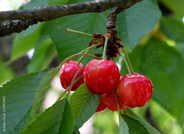 Obraz cerises