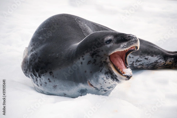 Obraz Dangerous leopard seal on ice floe in Antarctica.