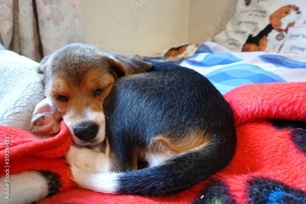 Fototapeta 犬　中型犬　子犬　ビーグル　室内　家庭犬　寝る犬
