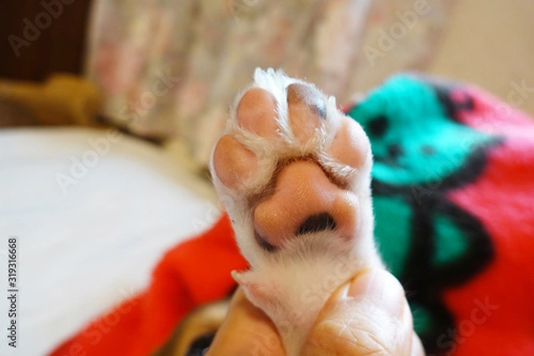 Fototapeta 肉球　犬の肉球　子犬の肉球　子犬の手　ピンク