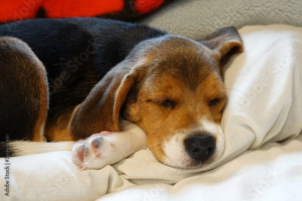 Fototapeta 犬　中型犬　子犬　ビーグル　室内　家庭犬　寝る犬