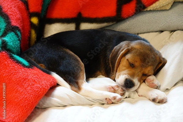 Fototapeta 犬　中型犬　子犬　ビーグル　室内　家庭犬　寝る犬