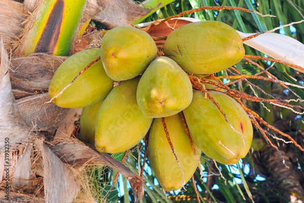 Obraz coconut
