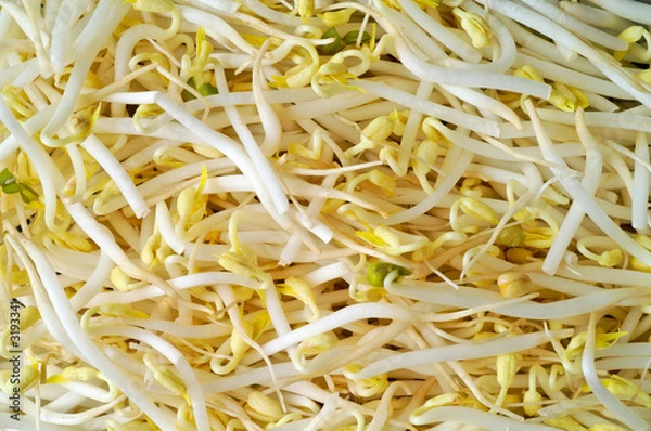 Fototapeta soy sprout macro background